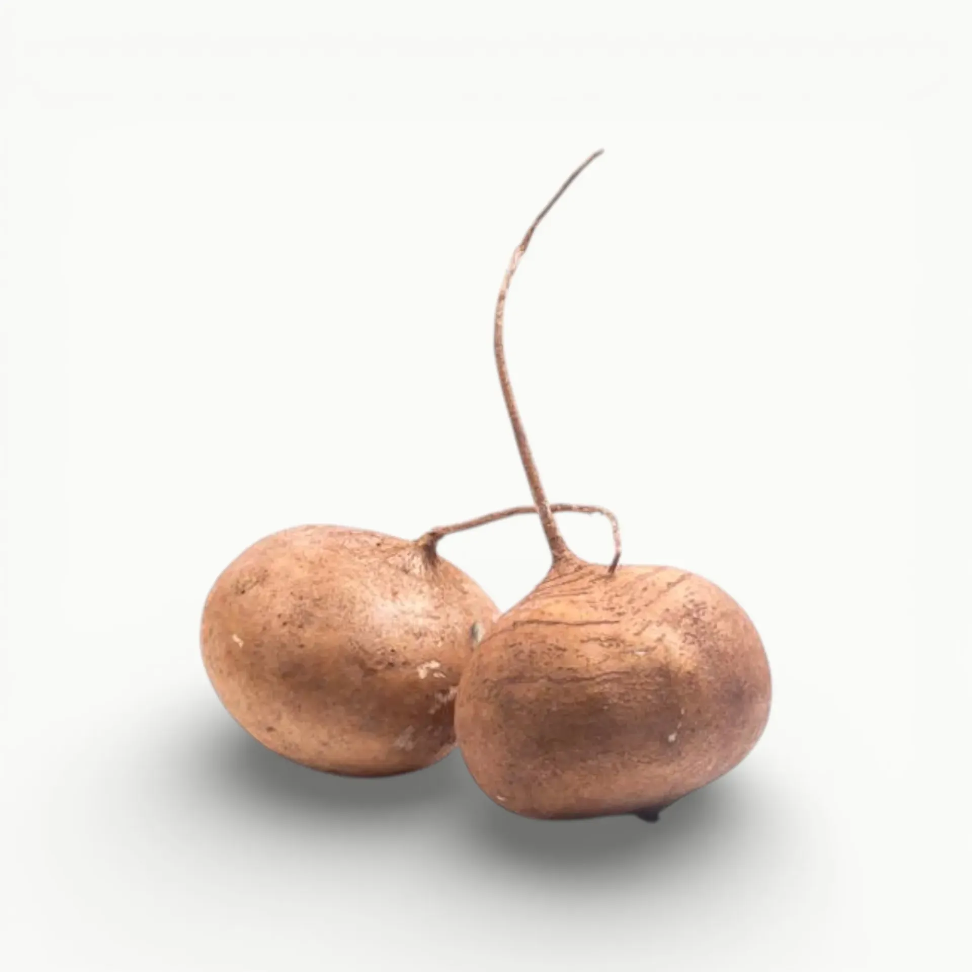 [FR022] JICAMA