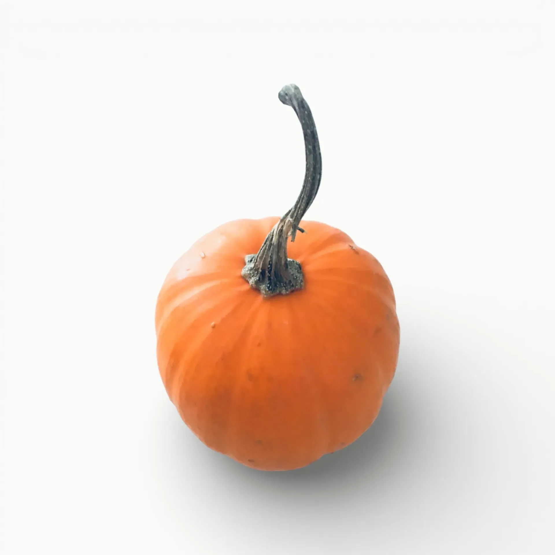 CALABAZA DE CASTILLA MINI