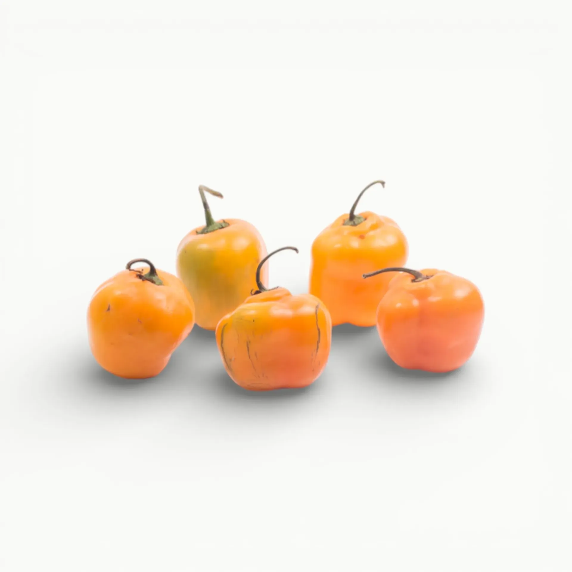 [VR052] CHILE HABANERO ANARANJADO