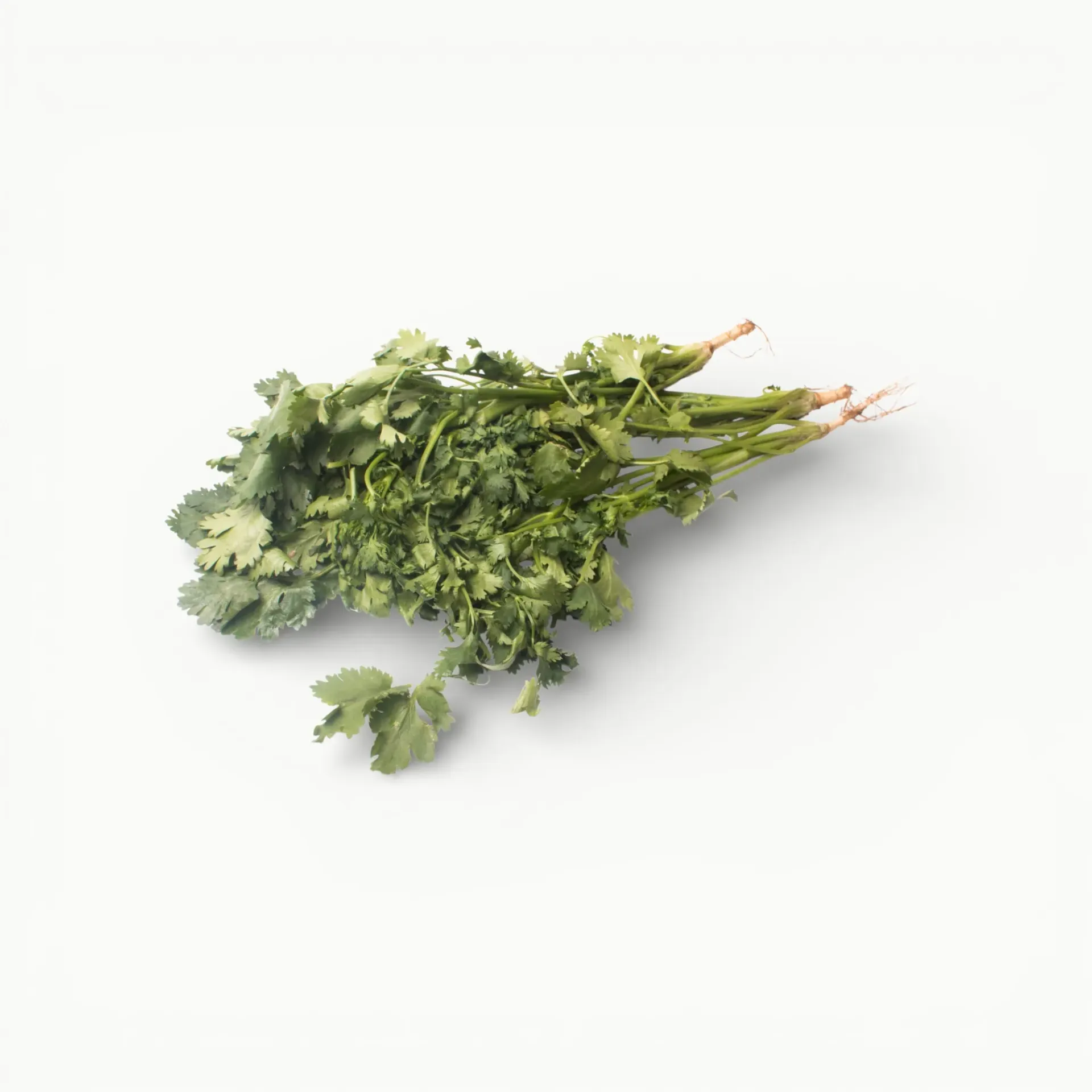 [VR227] CILANTRO 100 GRS