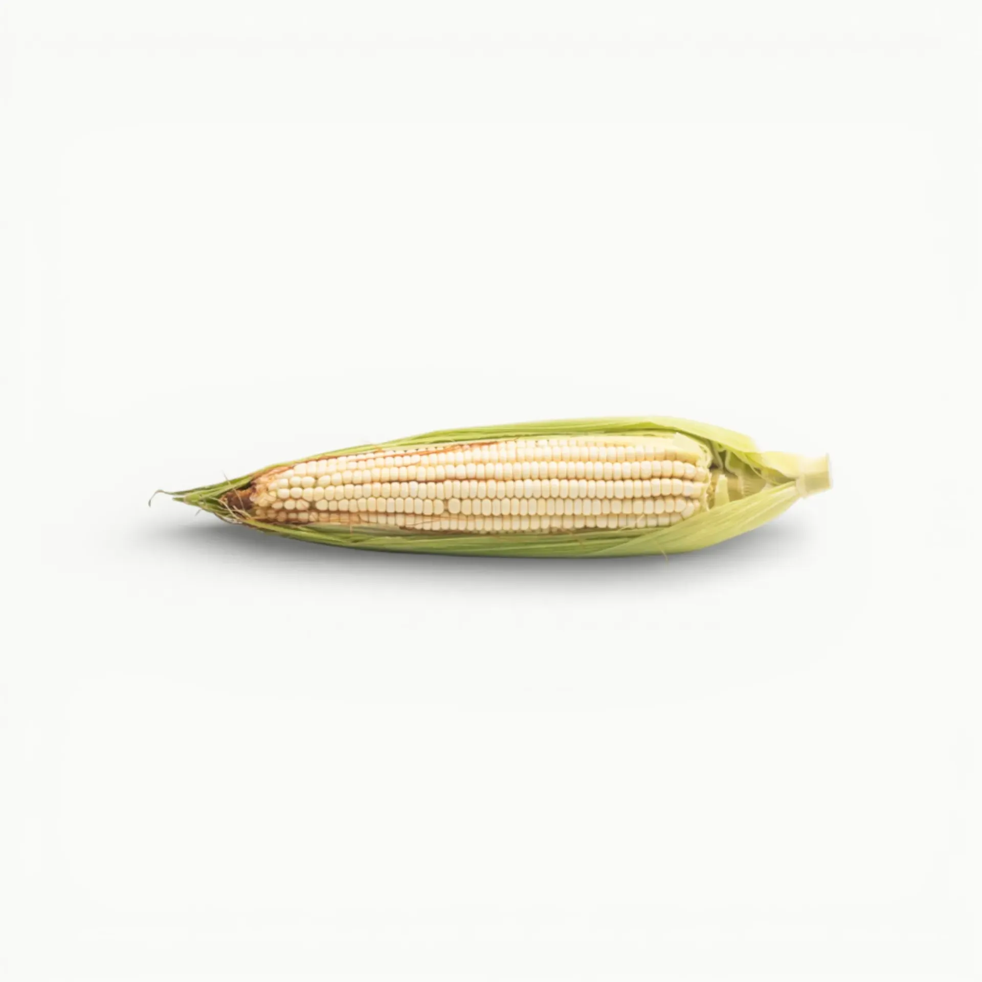 [VR069] ELOTE TIERNO