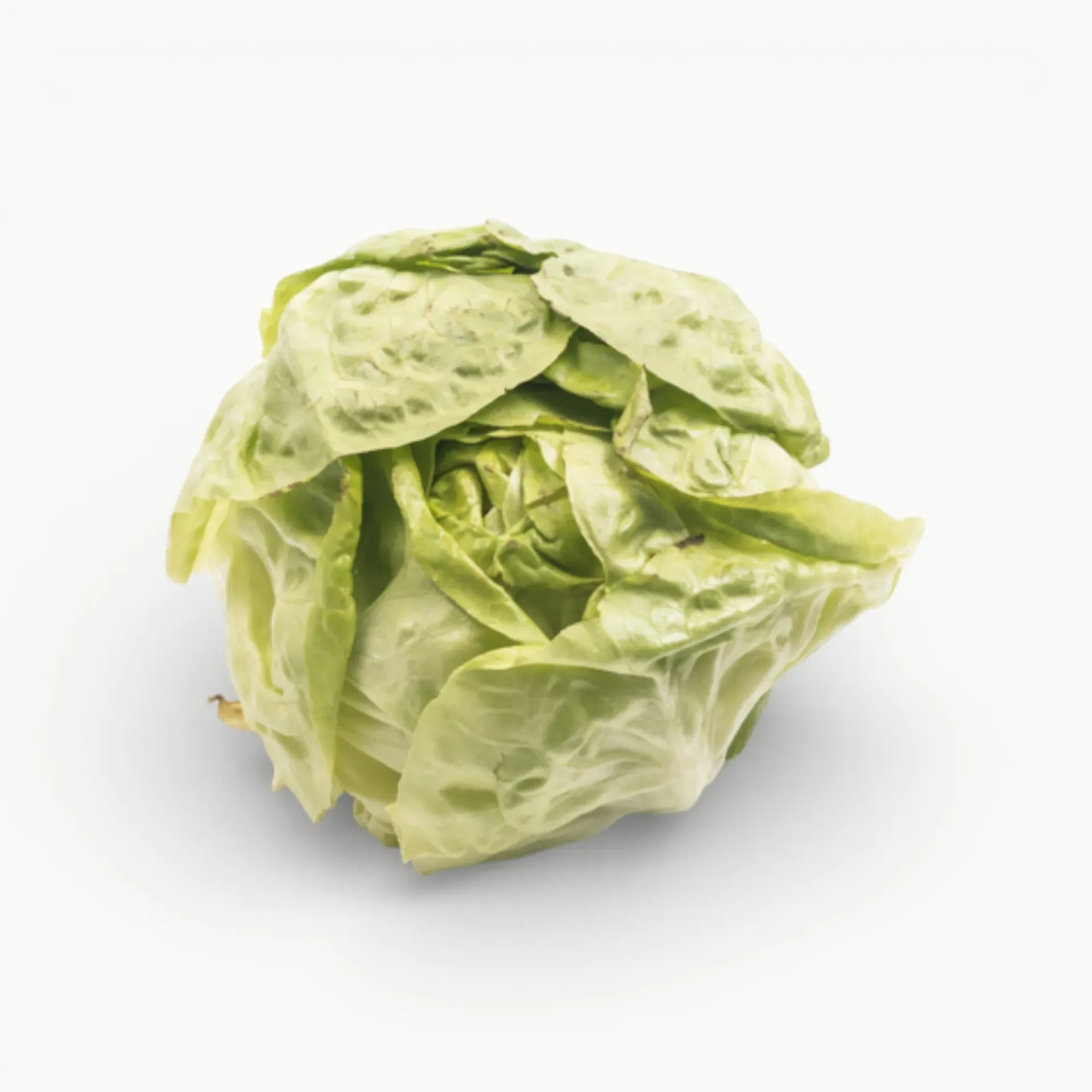 [VR114] LECHUGA FRANCESA