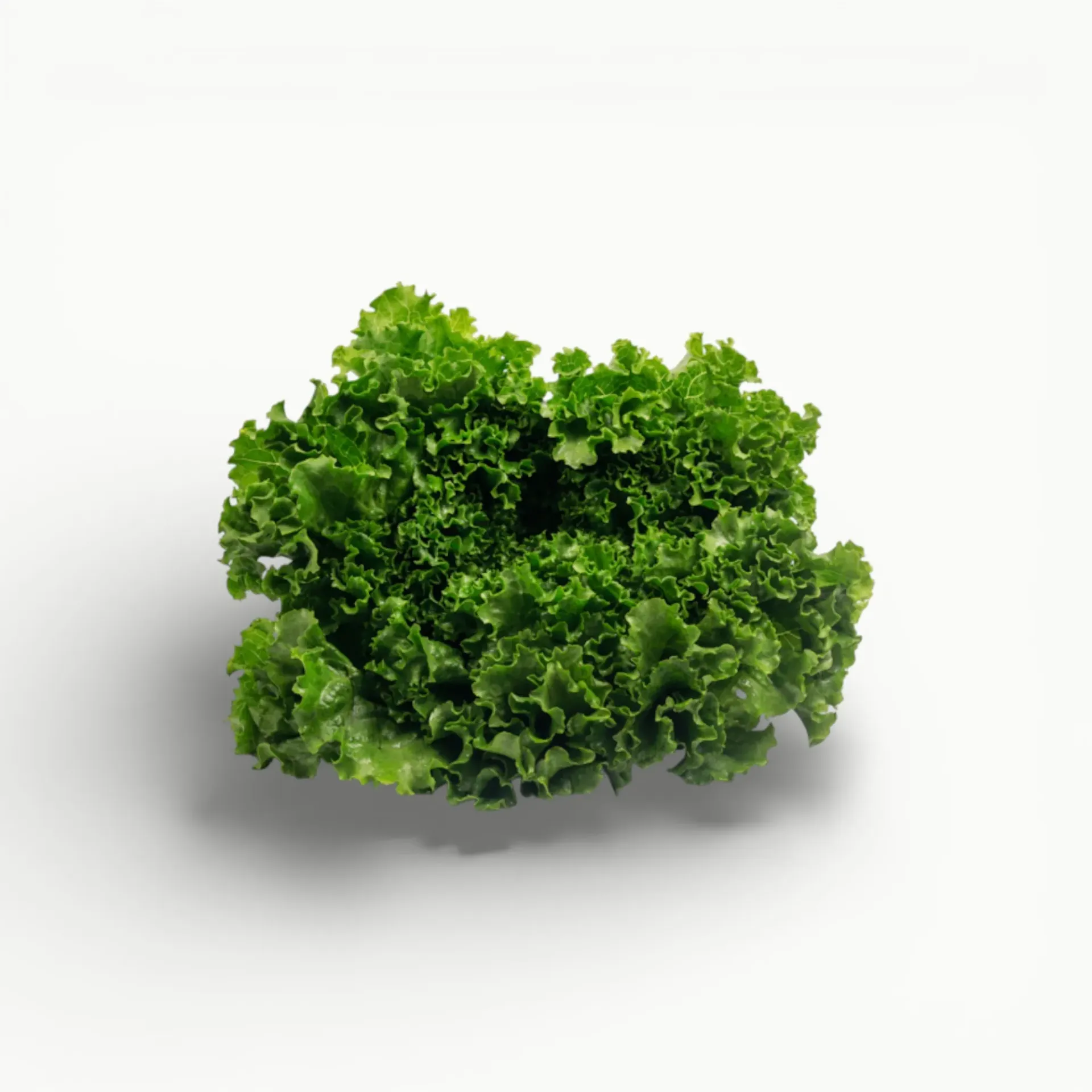 [VR115] LECHUGA ITALIANA
