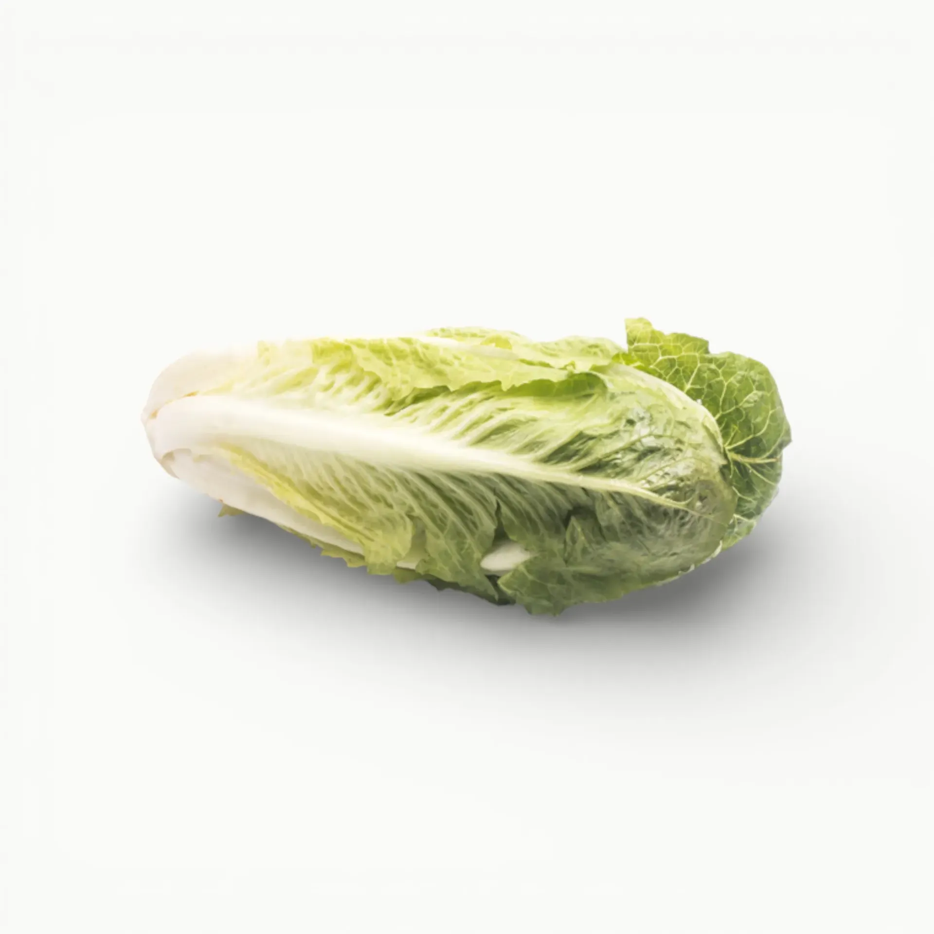 [VR118] LECHUGA OREJONA