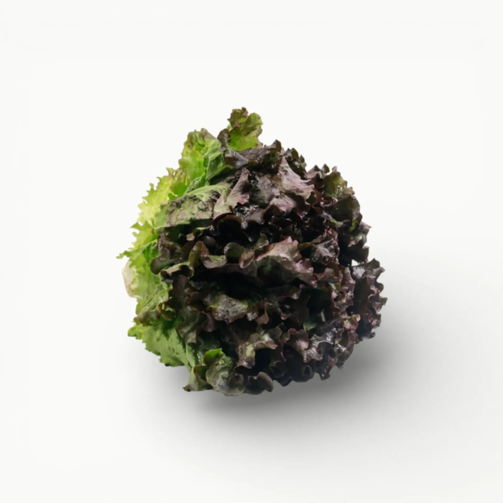 [VR121] LECHUGA SANGRIA